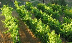 Photo of the vineyard of a property for sale | property in Orvieto